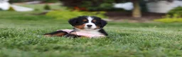 Bernese Mountain Dog dogs for sale: Aurora - Ad 10