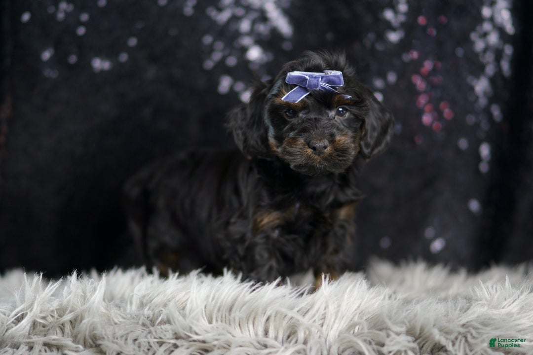 Yorkiepoo dogs for sale: Valentino - Ad 5