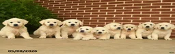 Golden Retriever dogs for sale: Pepper - Ad 3