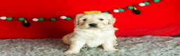 Golden Retriever dogs for sale: Scarlett - Ad 4