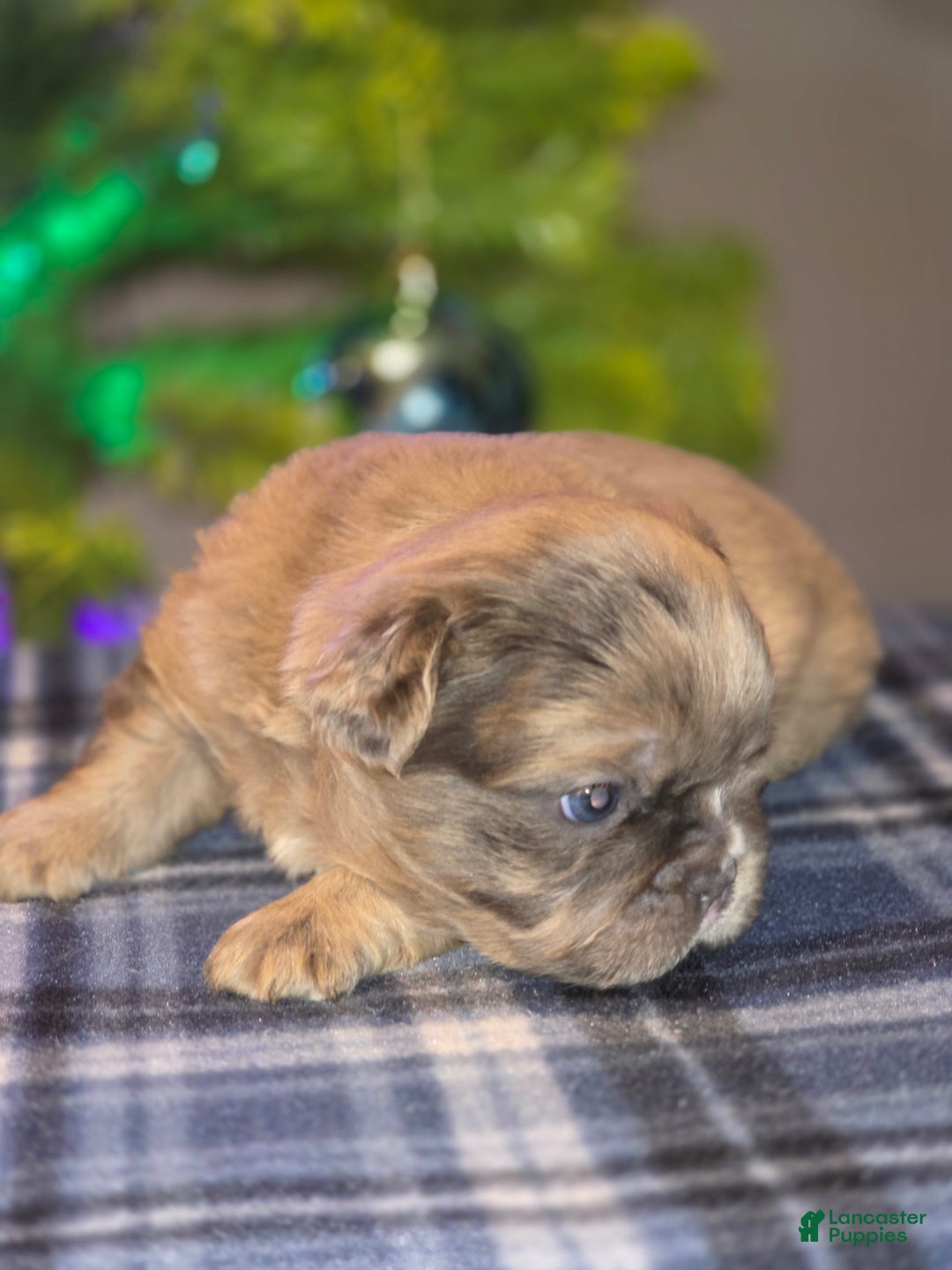 French Bulldog dogs for sale: Male 2 - Ad 1