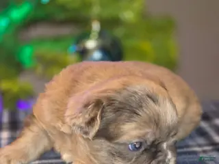 French Bulldog dogs Male 2 - Ad 20