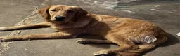 Golden Retriever dogs for sale: Orange Golden Retriever 6 - Ad 6