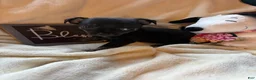 Chihuahua dogs for sale: Little blacky - Ad 2