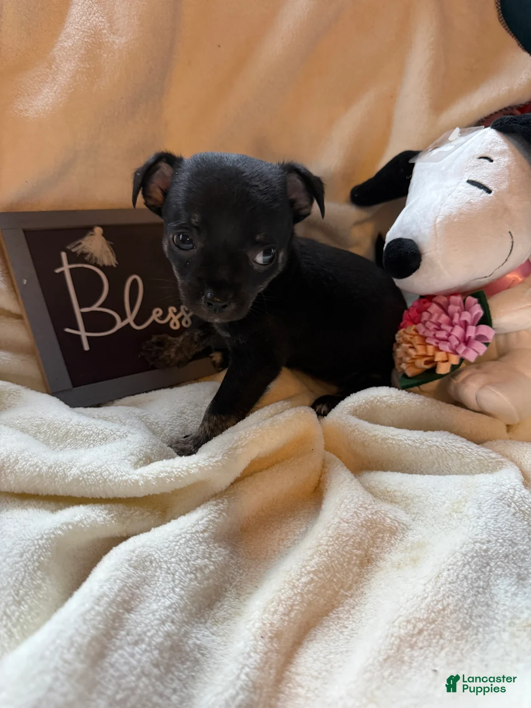 Chihuahua dogs for sale: Little blacky - Ad 2