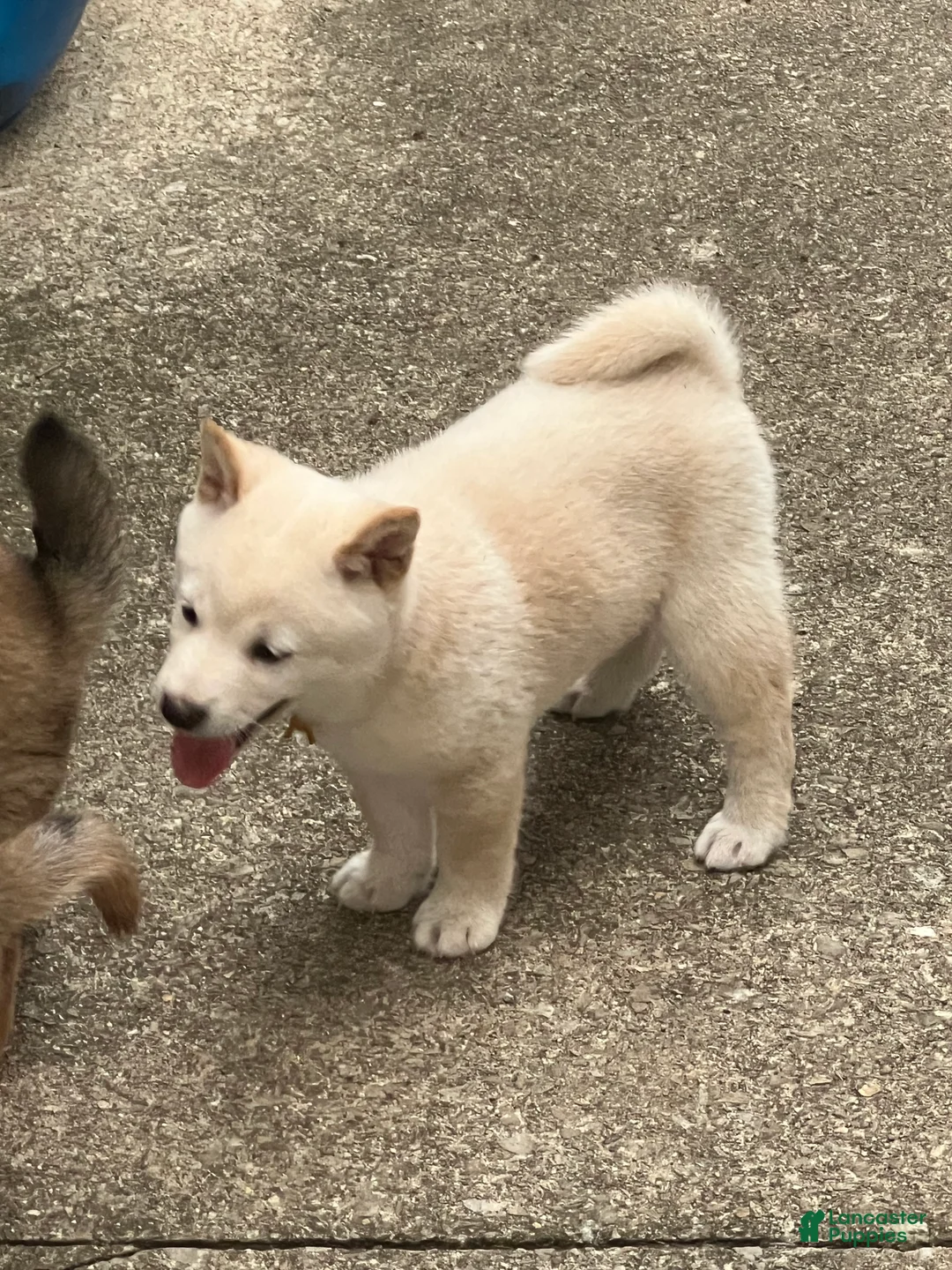 Shiba Inu dogs for sale: Stella - Ad 2