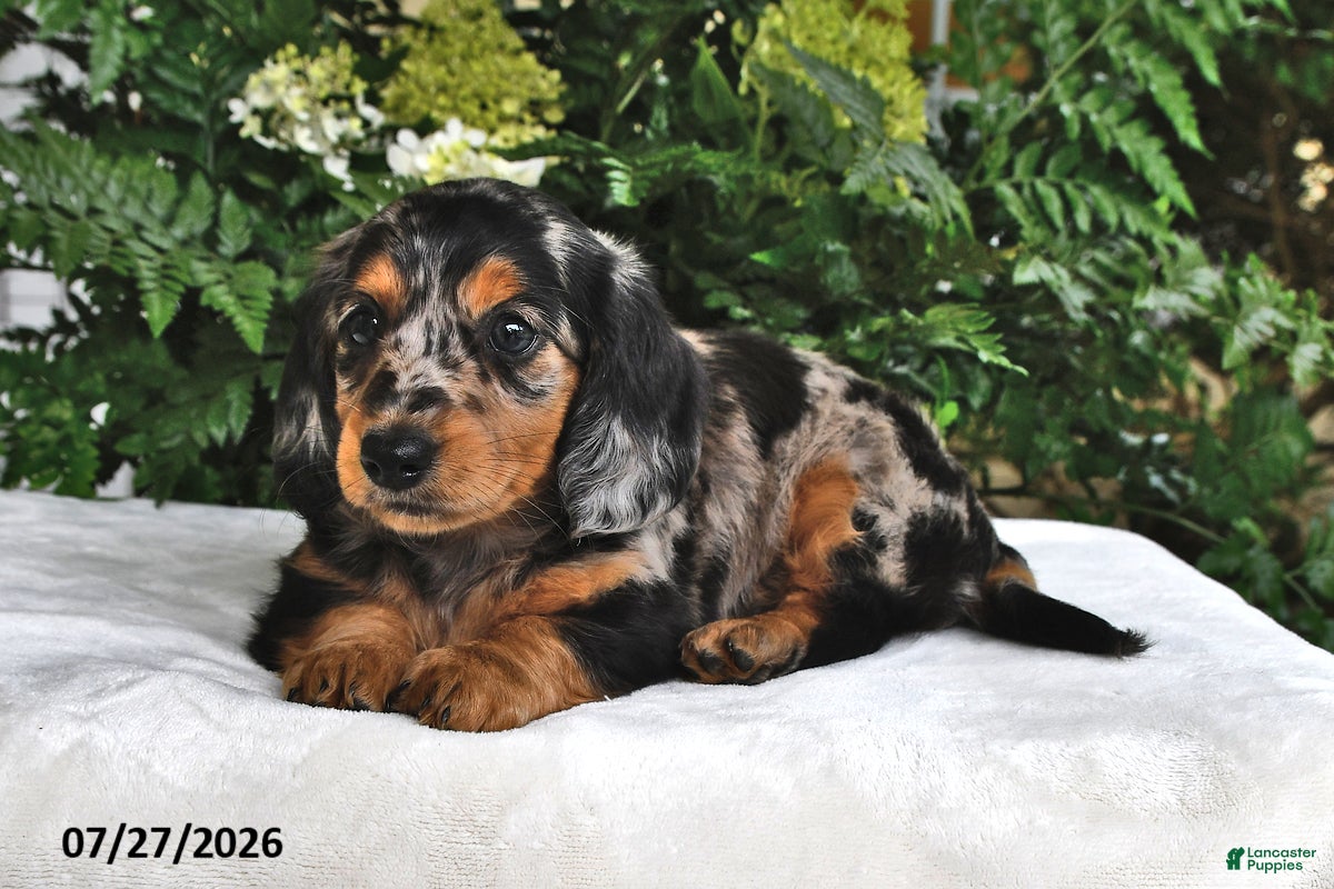 Miniature Dachshund dogs Dixie - Ad 2