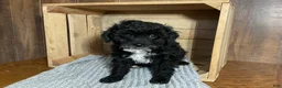 Mixed Breed dogs for sale: Lori - Ad 4