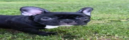 French Bulldog dogs for sale: Roxie - Ad 4