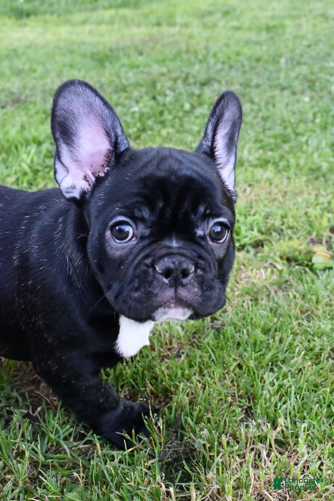 French Bulldog dogs for sale: Roxie - Ad 4
