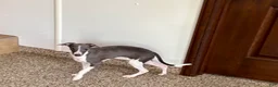 Italian Greyhound dogs for sale: Melanie  - Ad 9