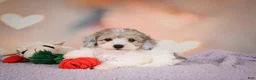 Maltipoo dogs for sale: Jasper - Ad 7