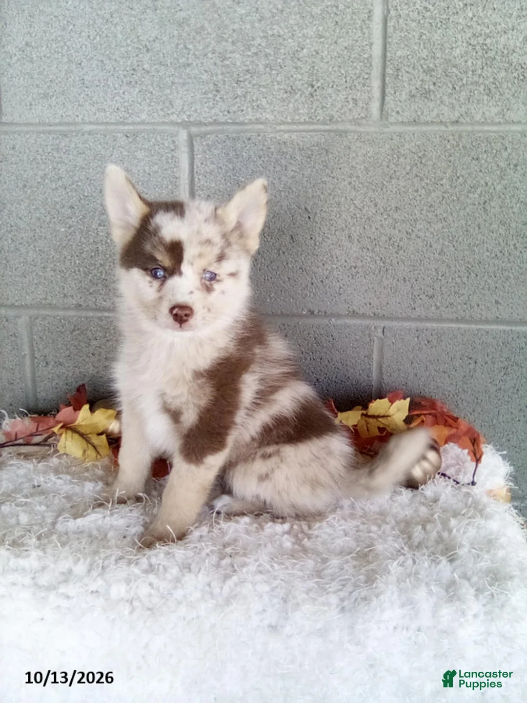 Pomsky dogs for sale: Lonnie - Ad 1