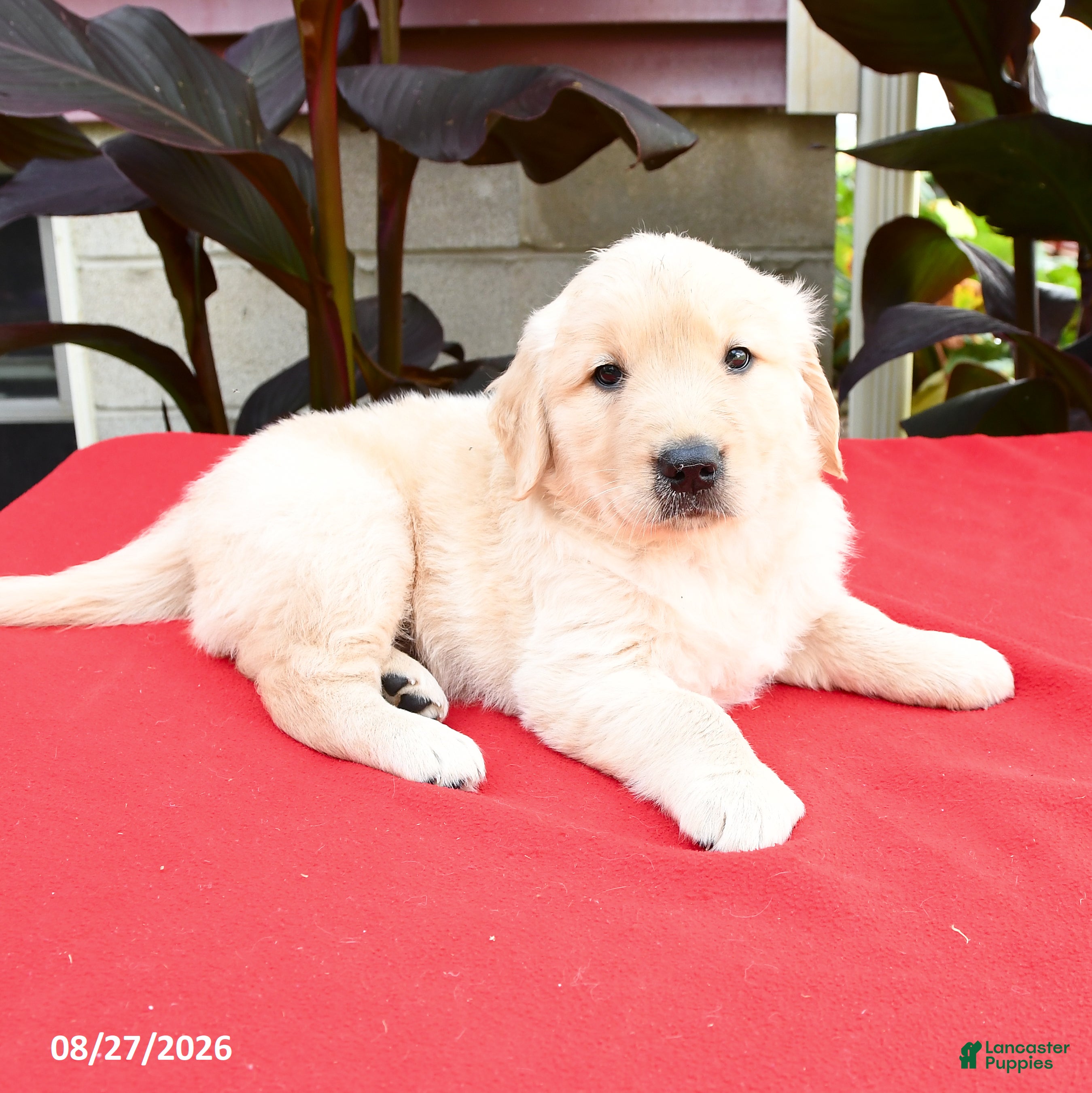 Golden Retriever dogs Chad - Ad 2