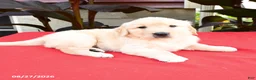Golden Retriever dogs for sale: Chad - Ad 2