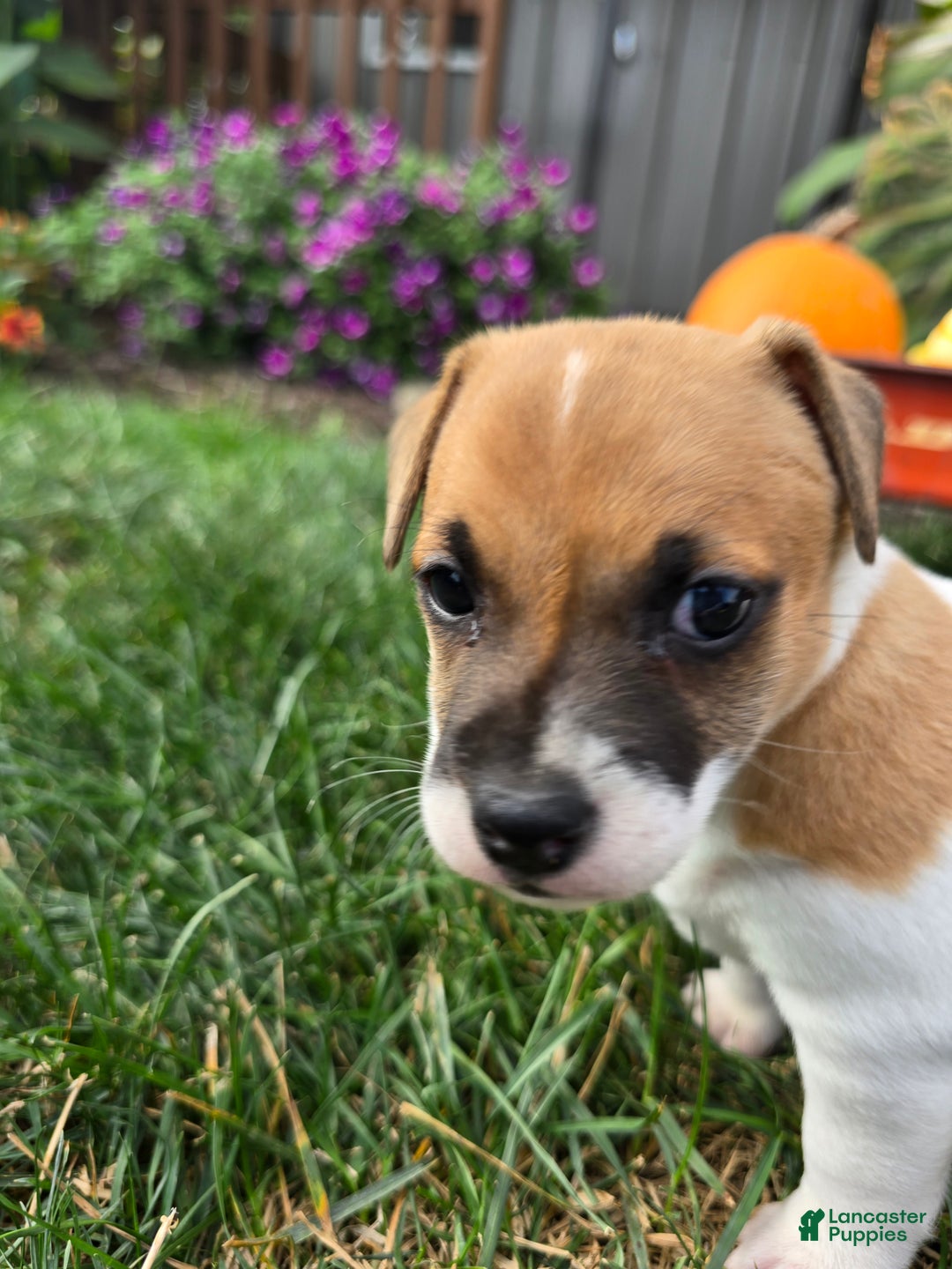 Jack Russell Terrier dogs for sale: Molly - Ad 5