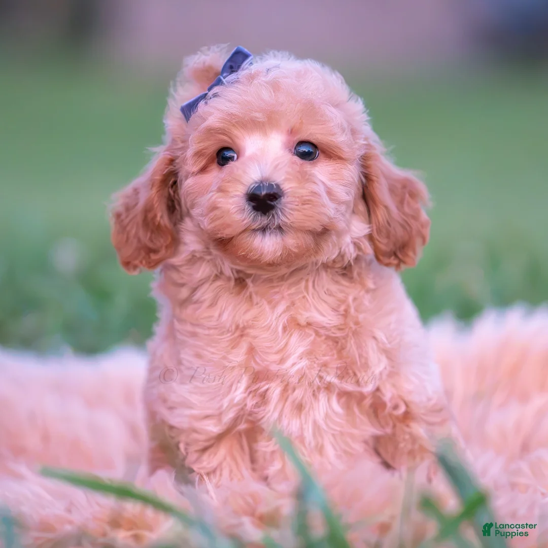 Toy Poodle dogs for sale: Frankie AKC - Ad 6