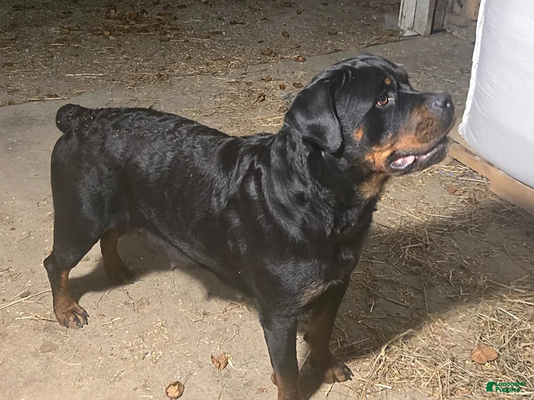 Rottweiler dogs for sale: Tyler - Ad 5