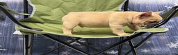 French Bulldog dogs for sale: Tank - Ad 3