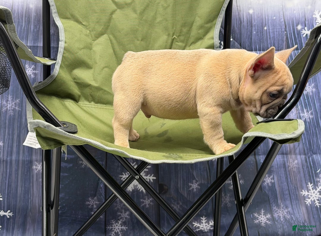 French Bulldog dogs for sale: Tank - Ad 3