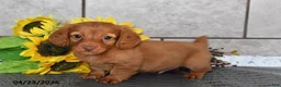 Miniature Dachshund dogs for sale: Oscar - Ad 3