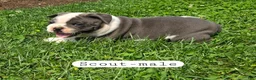 Olde English Bulldogge dogs for sale: Scout - Ad 5