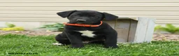 Mixed Breed dogs for sale: Barney - Ad 1