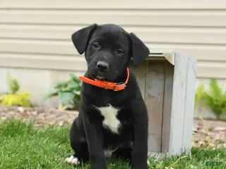 Mixed Breed dogs for sale: Barney - Ad 4