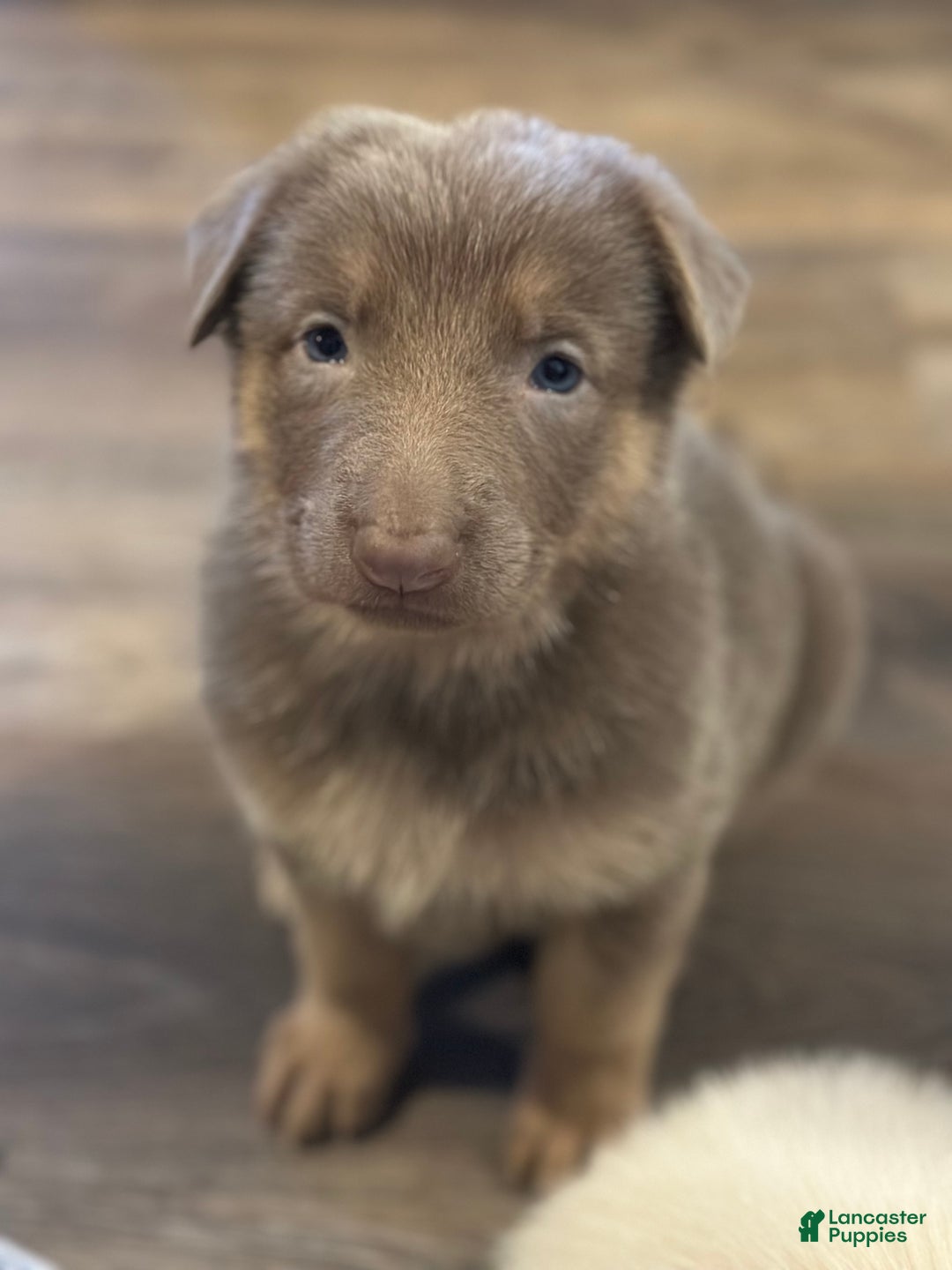 German Shepherd dogs for sale: German Shepherd Puppy 5 - Ad 3