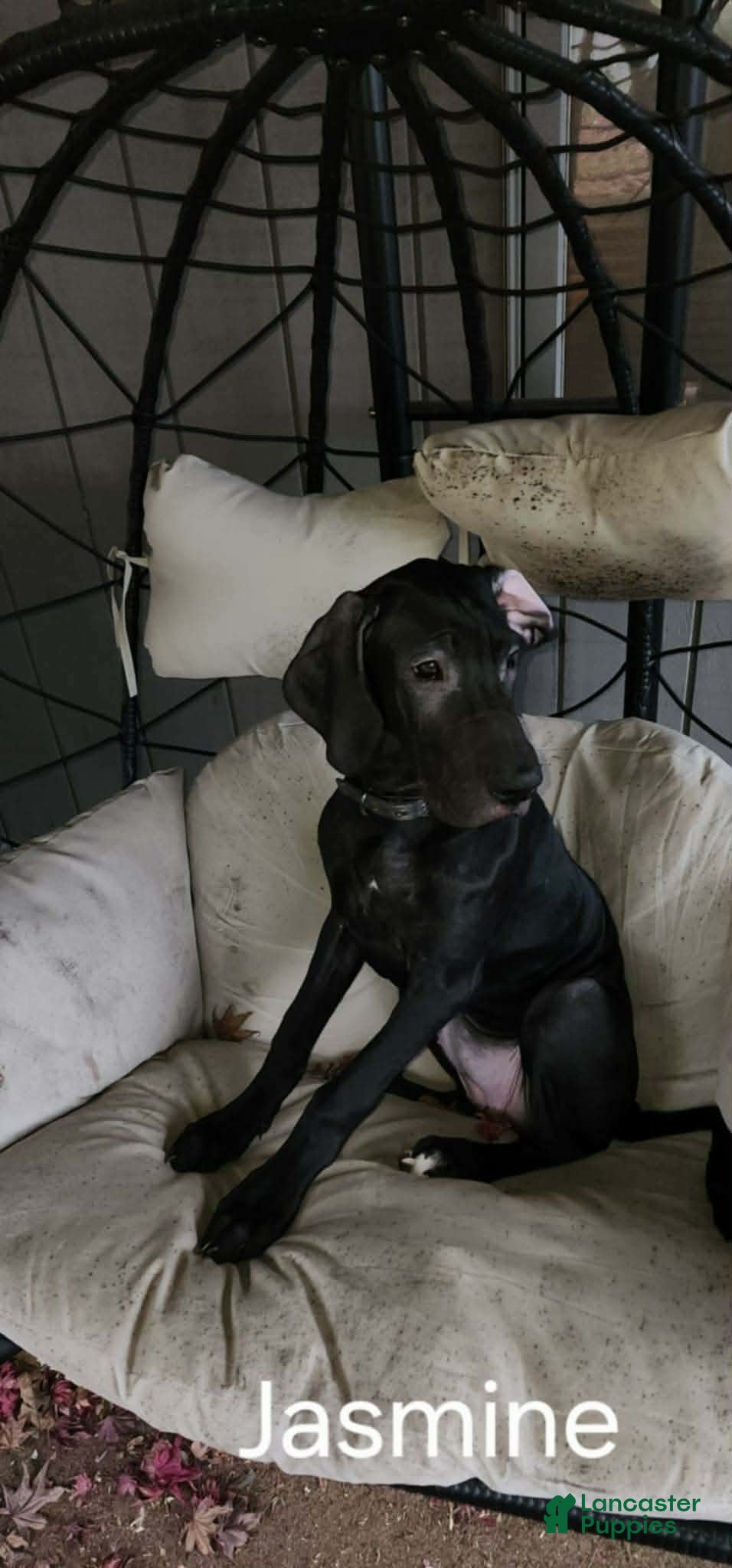 Great Dane dogs Princess Jasmine  - Ad 15