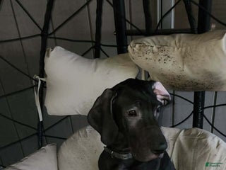 Great Dane dogs Princess Jasmine - Ad 15