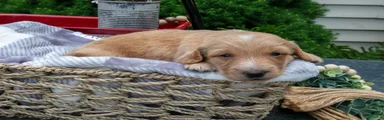 Skye