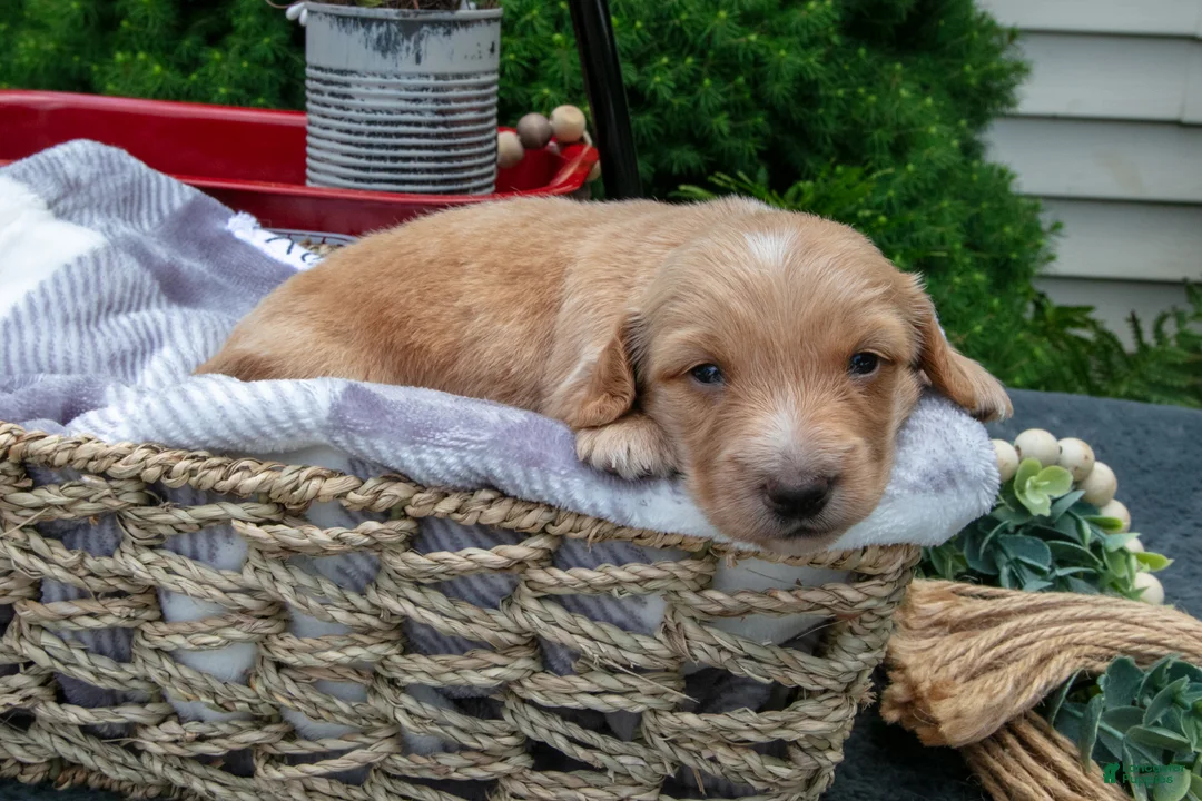 Miniature Dachshund dogs for sale: Skye - Ad 1