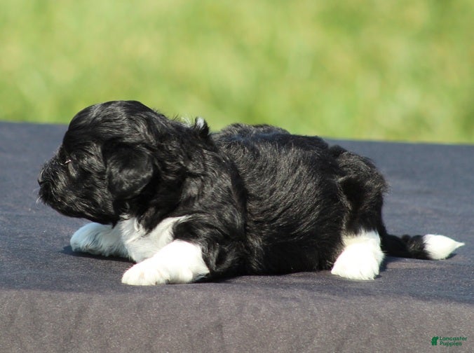 Havanese dogs Dakota - Ad 2