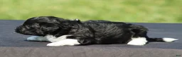 Havanese dogs for sale: Dakota - Ad 2