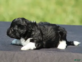 Havanese dogs Dakota - Ad 2