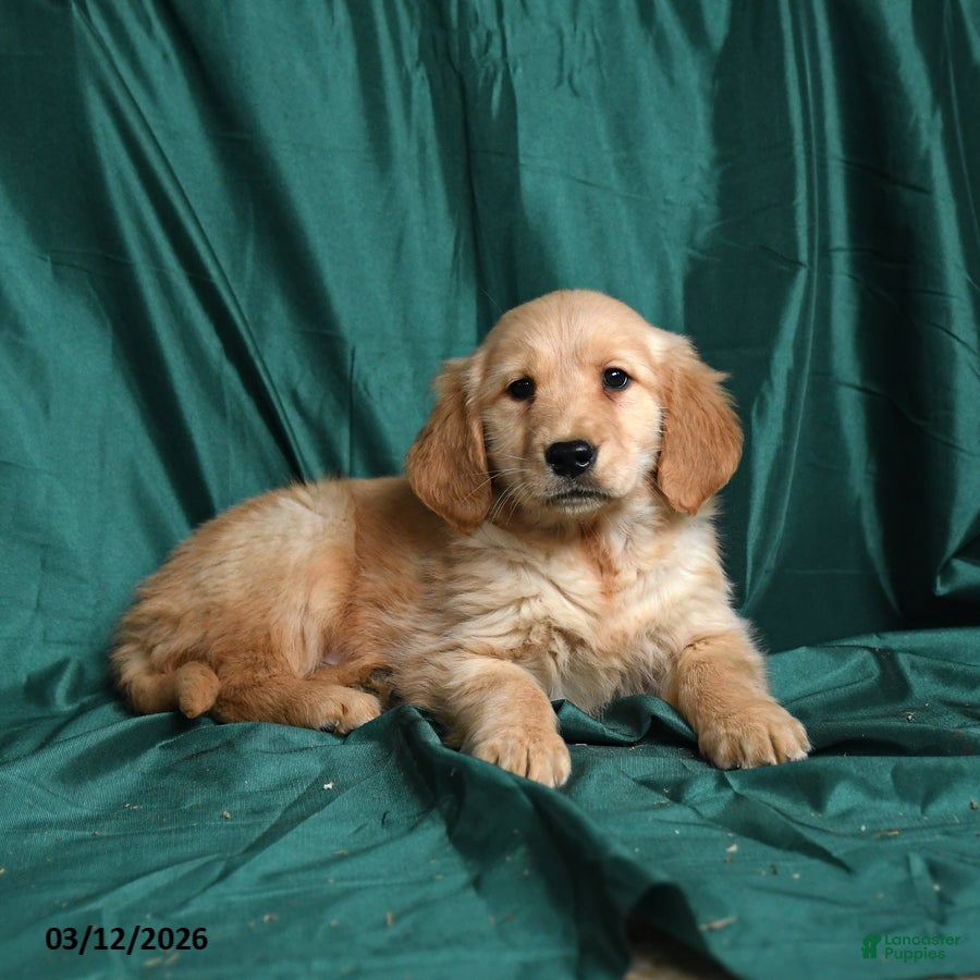 Golden Retriever dogs Sunny  - Ad 2