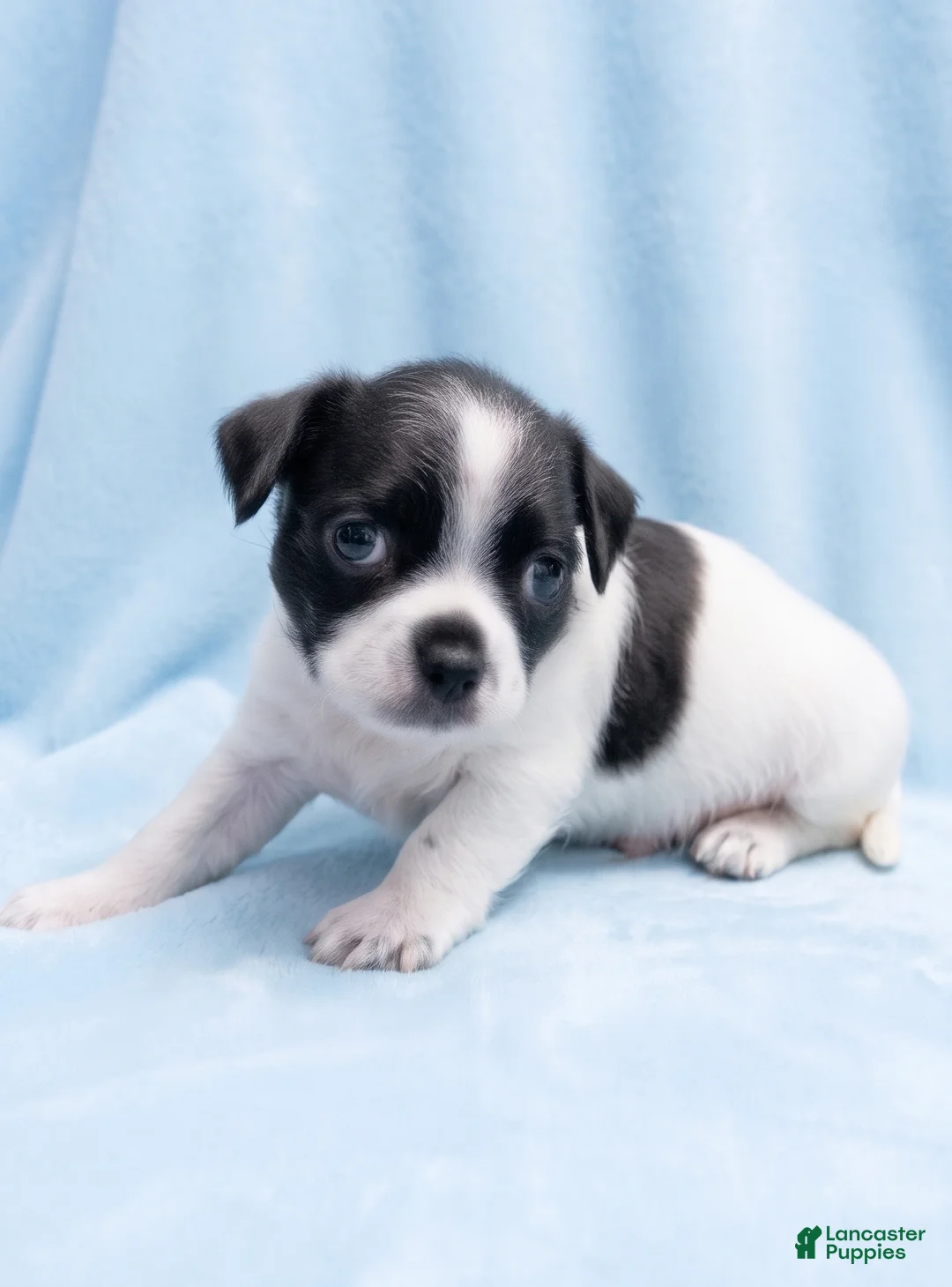 Mixed Breed dogs for sale: Benny - Ad 4