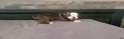 Boston Terrier dogs for sale: Kim  - Ad 5
