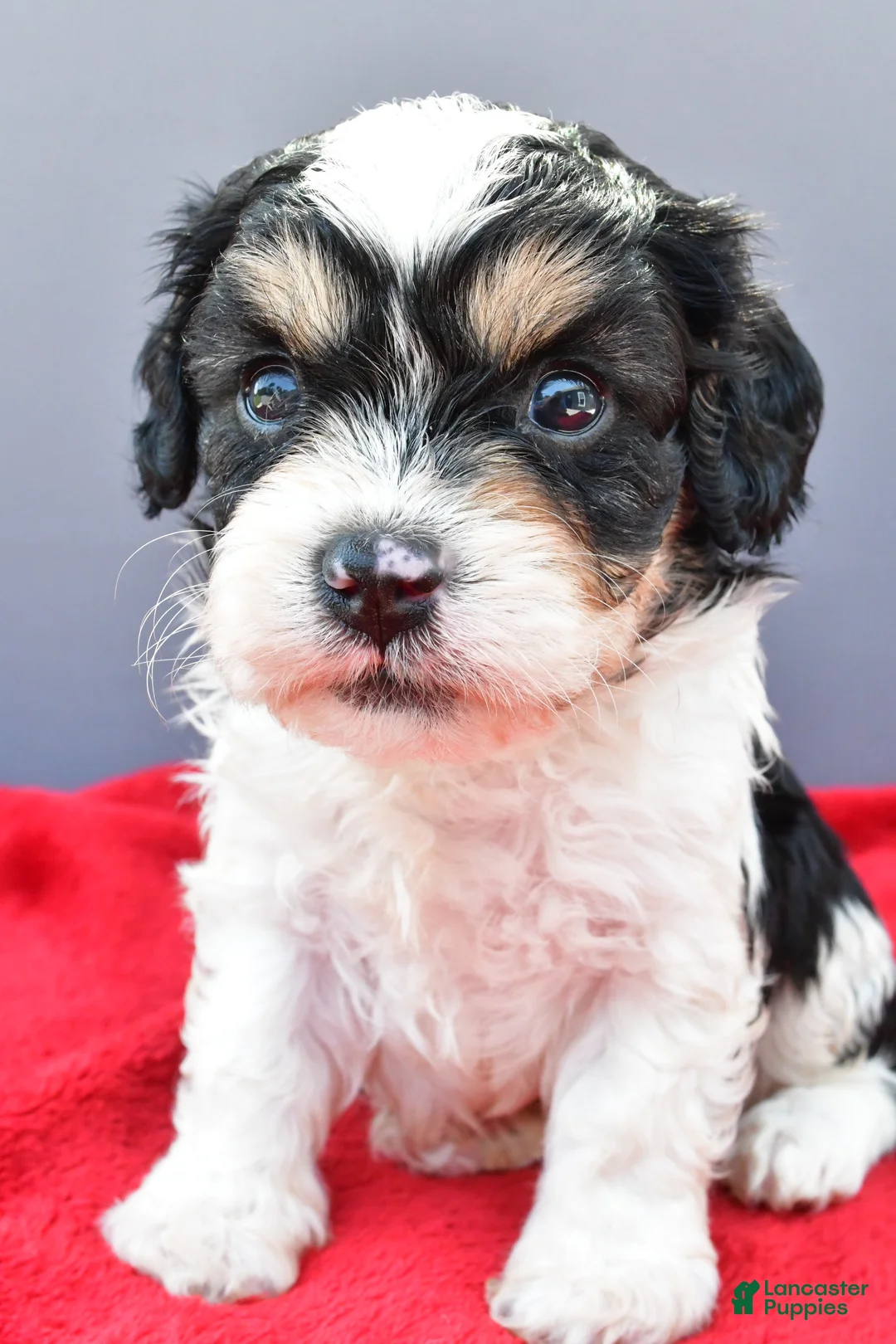 Cavapoo dogs for sale: Teddy - Ad 1