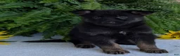 German Shepherd dogs for sale: Ivy - Ad 11