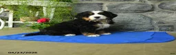 Bernese Mountain Dog dogs for sale: Willow - Ad 3