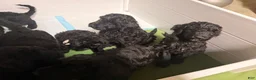 Double Doodle dogs for sale: Duke - Ad 8