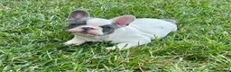 French Bulldog dogs for sale: Harry - Ad 4