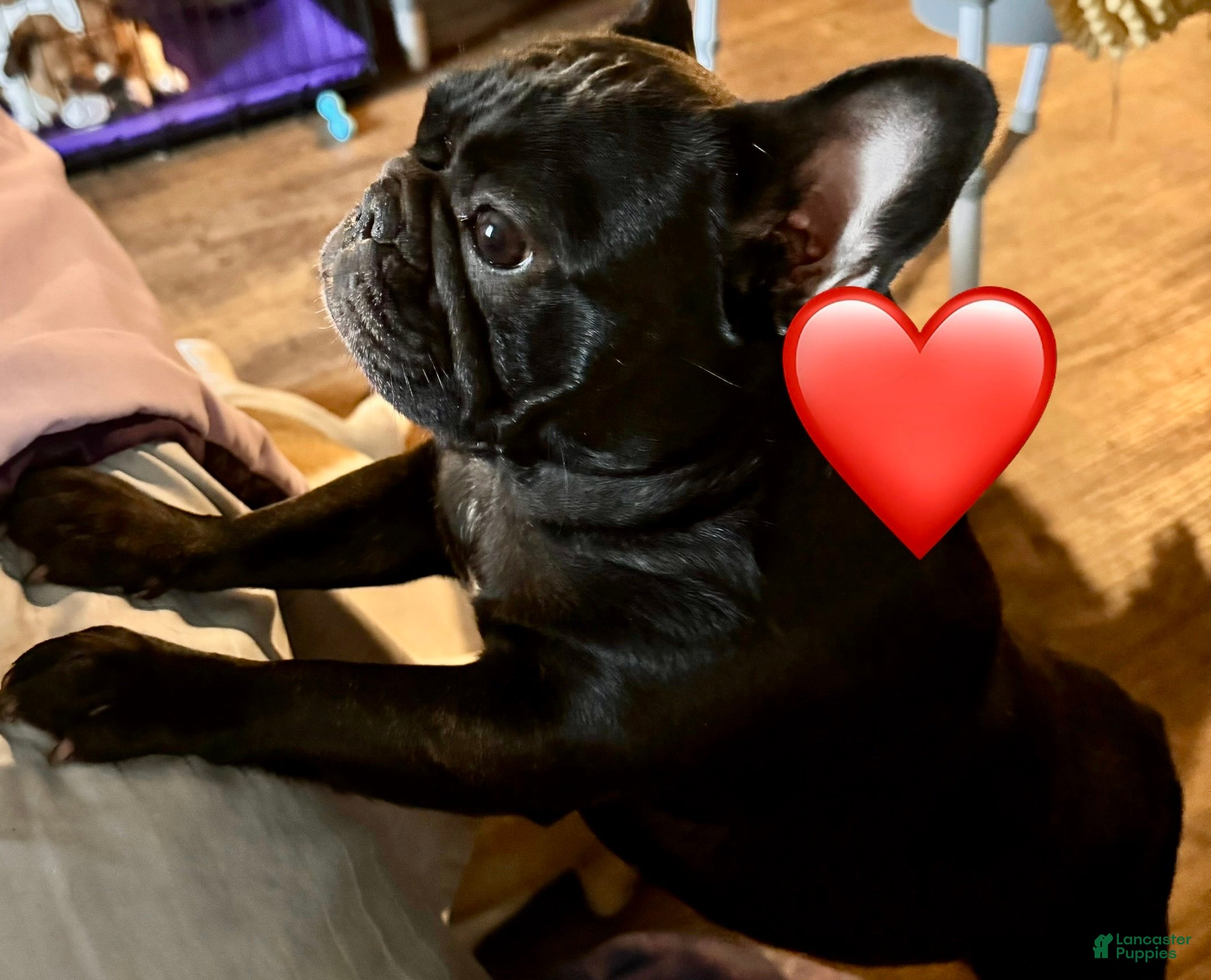 French Bulldog dogs for sale: French Bulldog Puppy 3 - Ad 1