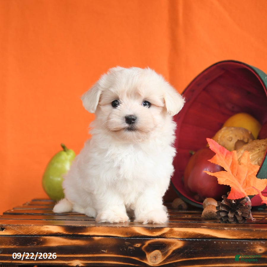 Maltese dogs Ocean - Ad 1