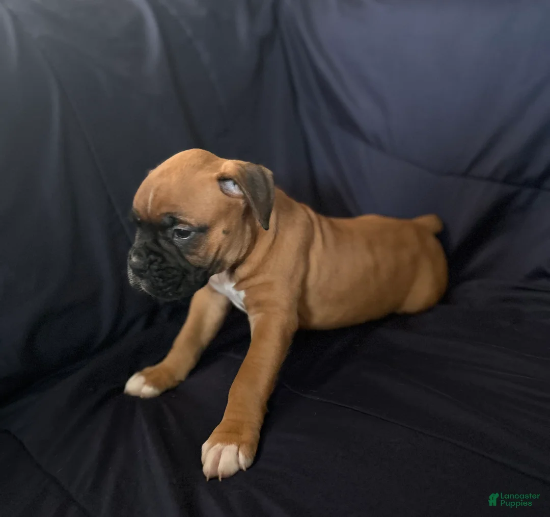 Boxer dogs for sale: Shorty  - Ad 1
