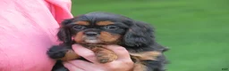Cavalier King Charles Spaniel dogs for sale: Midnight - Ad 1