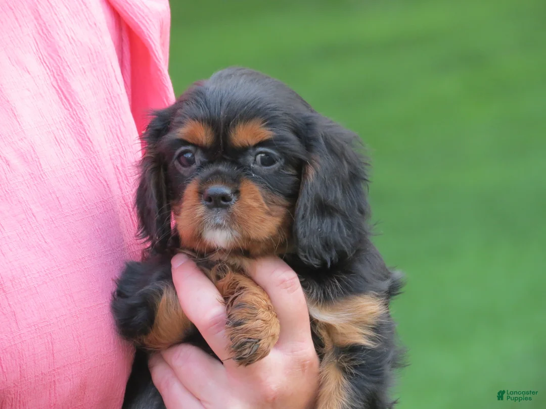 Cavalier King Charles Spaniel dogs for sale: Midnight - Ad 1