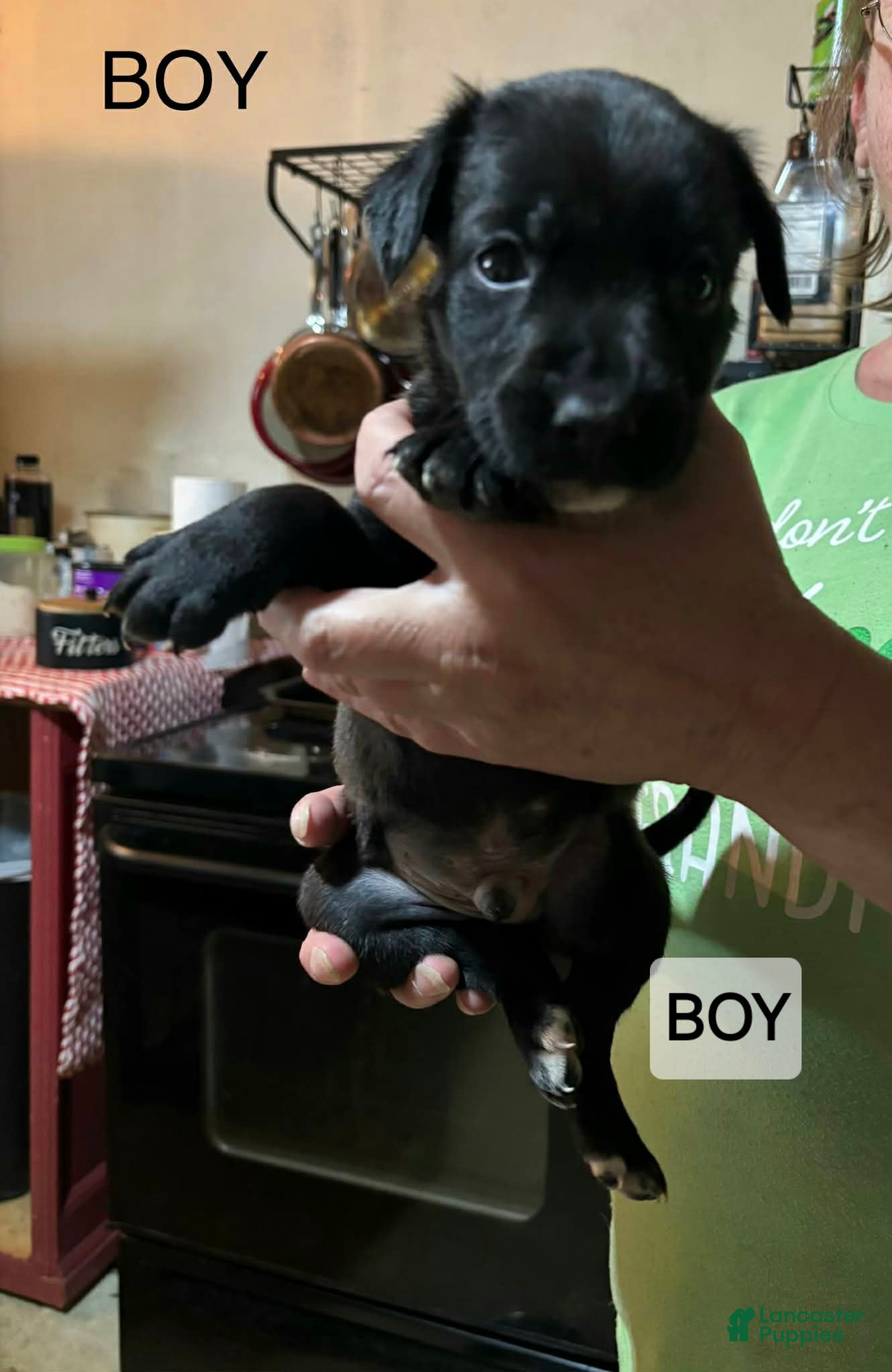Mixed Breed dogs Mixed Breed Puppy 4 - Ad 42